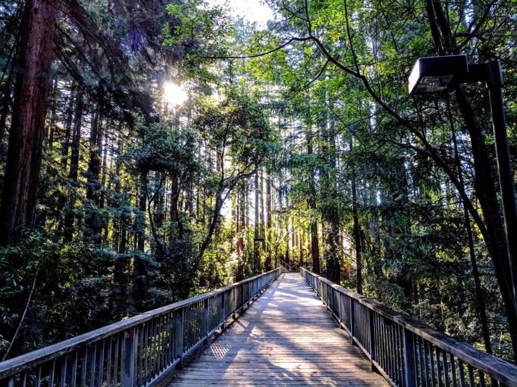 森林里的木桥.