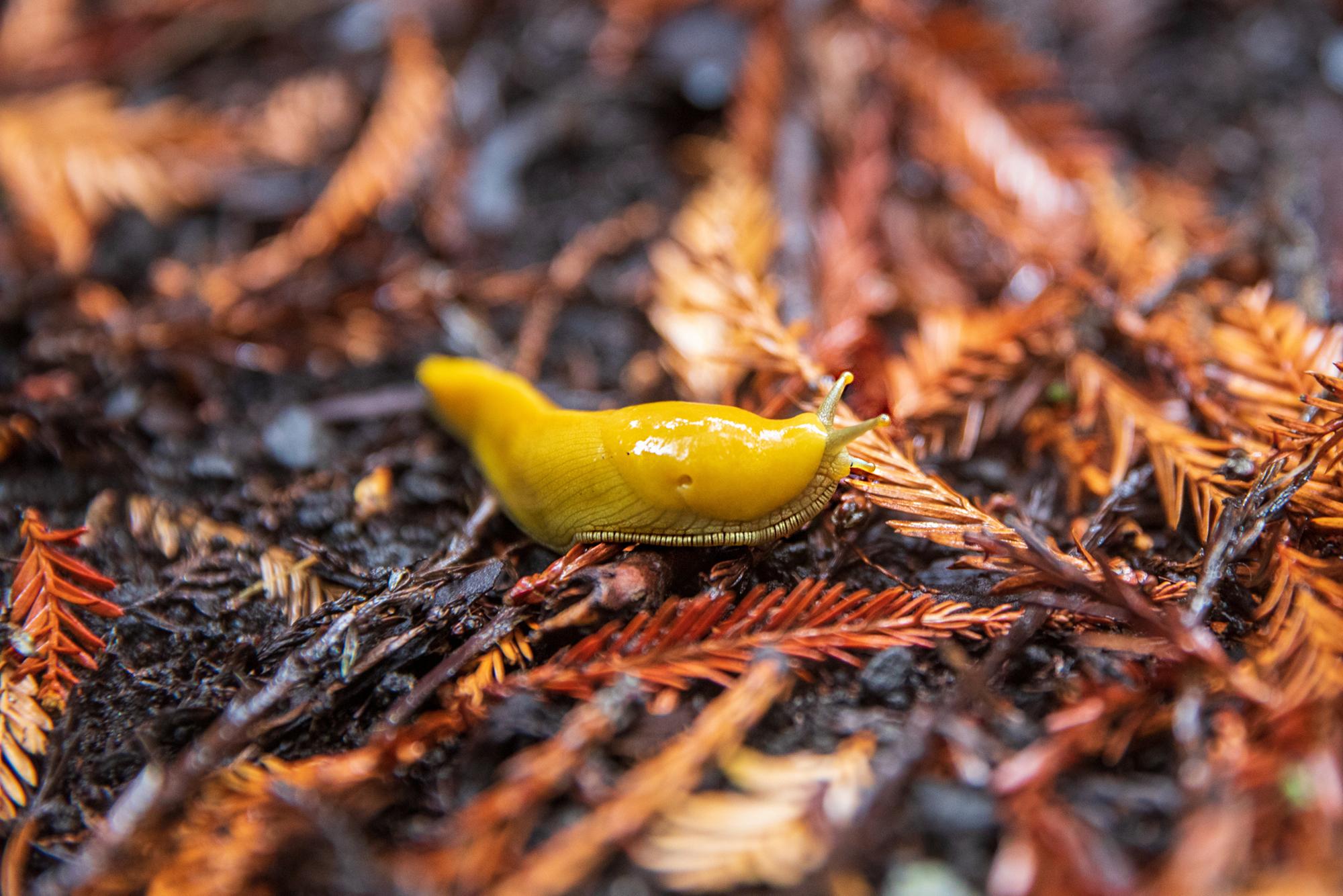 真正的香蕉蛞蝓沿着森林的地面滑行.