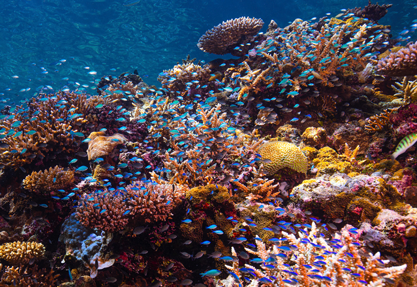 珊瑚礁的图像. 美国的珊瑚礁.S. 单独提供超过1美元.每年投入80亿美元减少洪水风险，并保护美国一些最脆弱的沿海社区.S. 领土,